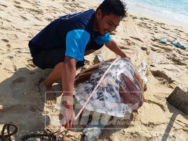 Kakitangan Pejabat Perikanan daerah membuat pemeriksaan sebelum bangkai penyu ini ditanam.