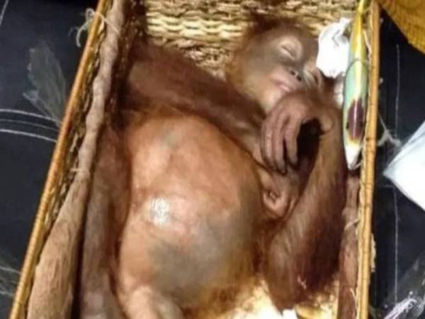 Anak orang utan itu dipercayai diberikan ubat untuk memastikannya tidur.