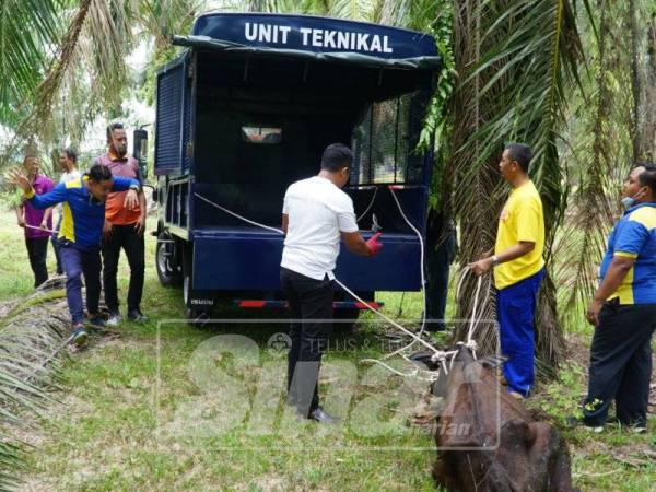 Penguat kuasa MDKS menangkap seekor lembu yang dibiarkan lepas tanpa pengawasan.