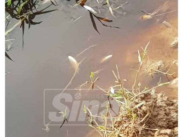 Beberapa ekor ikan ditemui mati di sungai Ulu Benut.