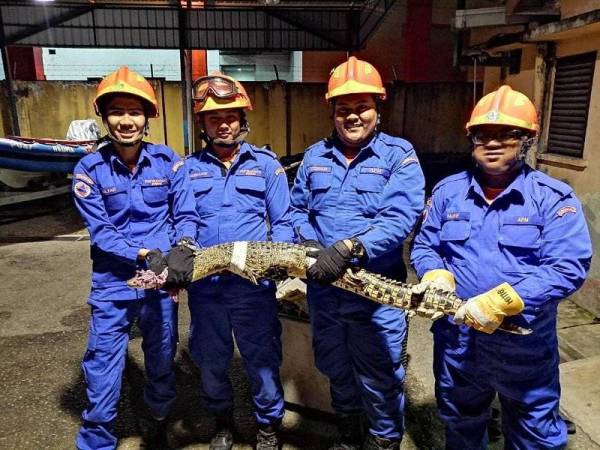 Anggota APM menunjukkan buaya yang berjaya ditangkap pagi tadi. Foto: ihsan APM