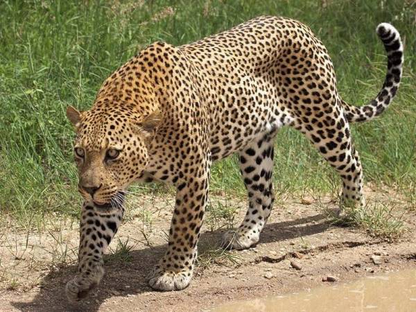 Download 97+ Gambar Harimau Jaguar Paling Bagus 