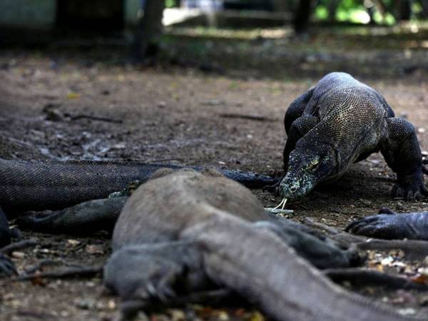 Pulau Komodo Ditutup Januari 2020