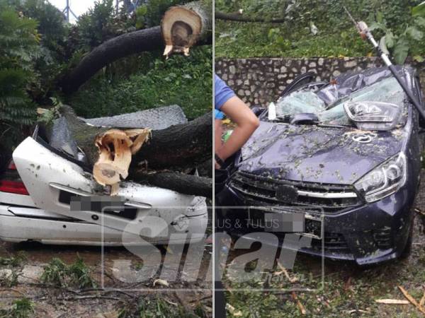 Antara kenderaan yang remuk dihempap pokok tumbang petang tadi.