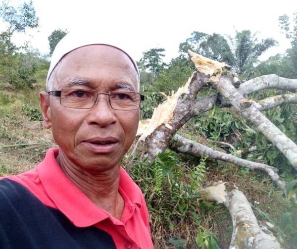 Abdul Rahman menunjukkan pokok nangkanya yang telah mengeluarkan hasil ditumbangkan gajah liar.