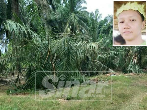 Kebun kelapa sawit milik penduduk kampung orang asli Sungai Peroh yang dirosakkan gajah. (Gambar kecil: Liong Marlina)