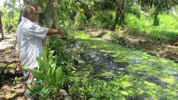 Seorang penduduk yang terlibat menunjukkan limpahan air dari kolam ternakan ikan keli berhampiran rumahnya.