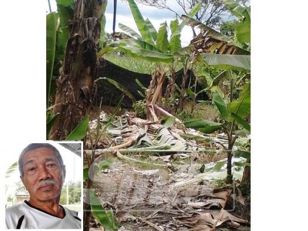 Tanaman penduduk Kampung Mawai Baru yang dirosakkan gajah. ( Gambar kecil: Shamsi)