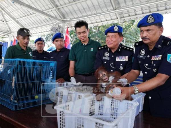 Paul (dua, kanan) menunjukkan anak orang utan yang berjaya diselamatkan dalam operasi intipan di Jeti Nelayan Parit Unas, Muar.