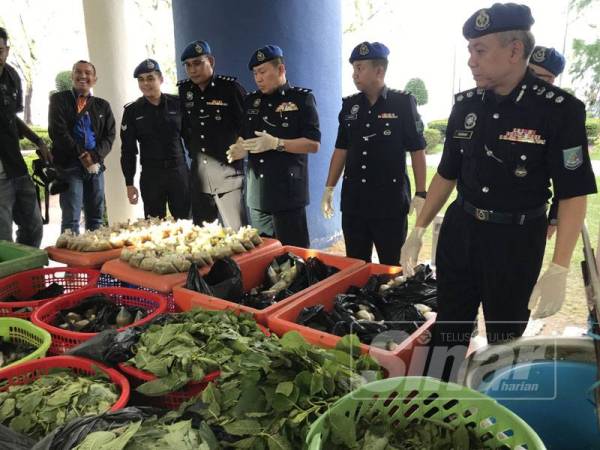 Rosman (kanan) menunjukkan daun ketum dan air ketum yang sudah siap diproses yang dirampas dari sebuah rumah tidak bernombor pada sidang media tadi.