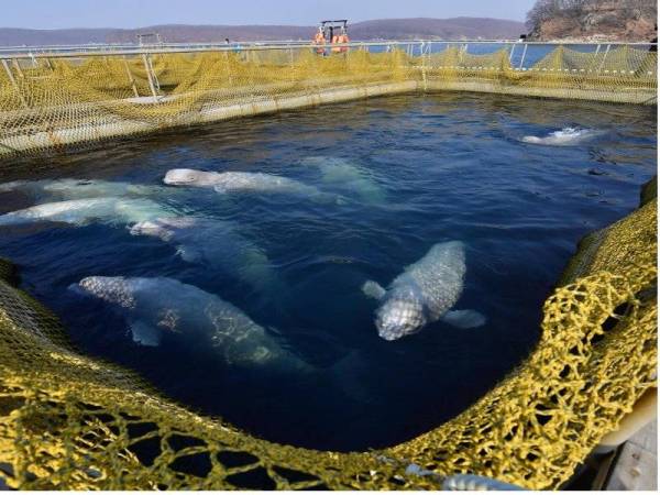 Rusia akan bebaskan 100 ekor ikan paus yang dikurung ke habitat asal. - Foto Yuri Smityuk