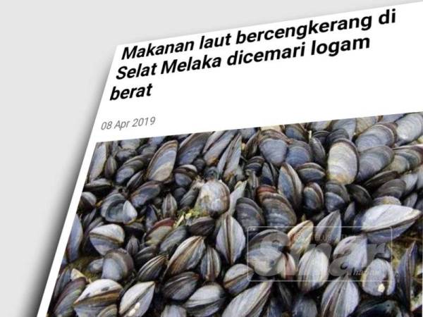 Umt Nafi Makanan Laut Bercengkerang Di Selat Melaka Tercemar