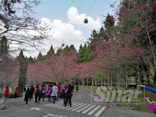 Formosan Aboriginal Culture Village yang terserlah keindahannya apabila cahaya matahari memancar di sebalik bunga-bunga Cherry Bloosom berwarna pink, menerbitkan ketenangan.