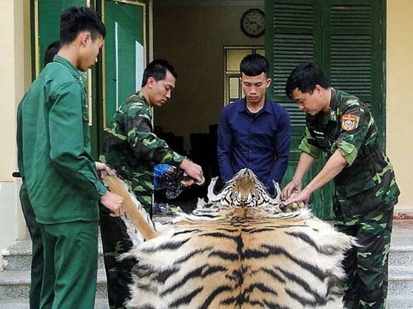 Suspek dikenali sebagai Pham Van Hiep (dua kanan) ditahan bersama kulit dan tulang harimau di wilayah utara Vietnam Quang Ninh.
