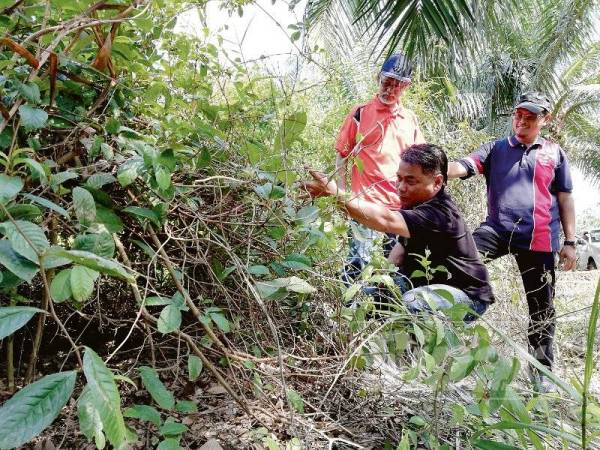 cara elak babi masuk kebun