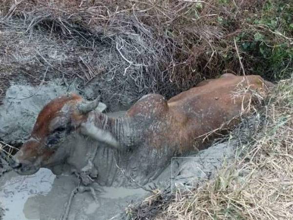 Lembu terbabit yang tersekat dalam parit dalam kejadian di Kampung Sungai Labu, Sekinchan di sini. 