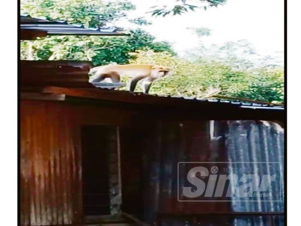 Seekor kera cuba menceroboh rumah penduduk di Kampung Tanjong Kerayong.
