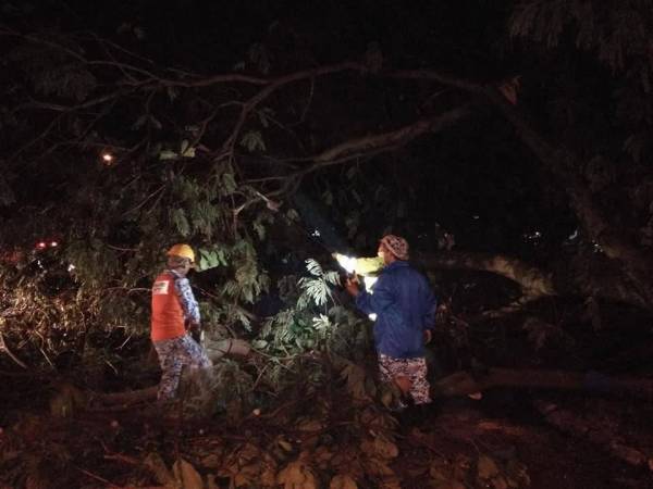  Skuad Pantas MDKL menerima laporan bencana pokok tumbang pada jam 1 pagi sebelum bergerak ke lokasi.