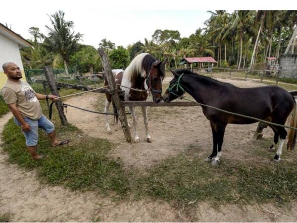 Noorisyam memberikan ruang untuk kudanya bernama Sabiq mengenali pasangan bersama kuda betina sebelum melakukan proses pembiakbakaan kudanya di Kubang Kerian di sini. Foto: Bernama