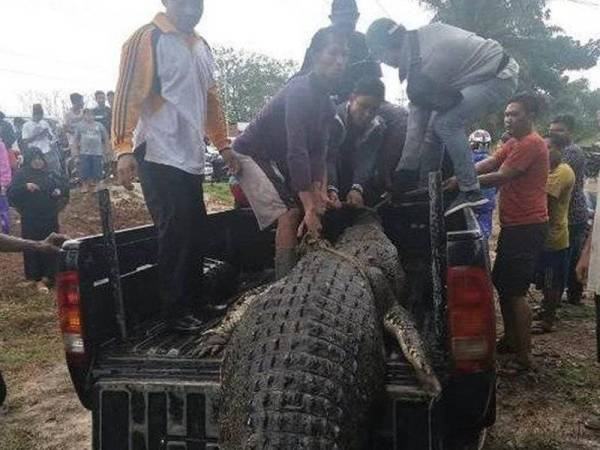 Penduduk berjaya menangkap buaya yang membaham seorang nelayan di Maluku dalam kejadian awal minggu lalu.