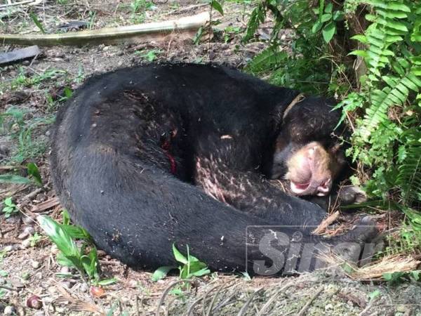 Beruang berkenaan yang dijumpai lemah di ladang Felda Bukit Easter kira-kira jam 12 tengah hari semalam.