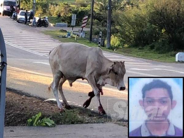 Mangsa dipercayai cuba mengelak lembu itu. ( Gambar kecil: Muhammad Azril Iqmal Khamis)