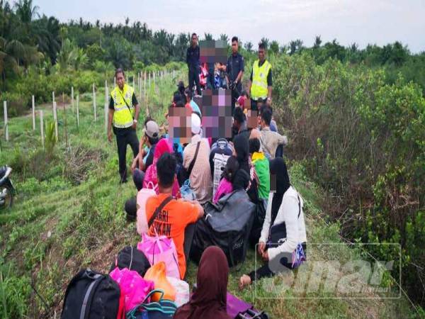 Sebahagian Pati ditahan anggota PPM Perak dalam Op Landari di kawasan semak paya bakau, Parit 14 Baroh, Hutan Melintang di sini semalam.
