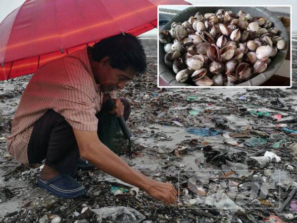 Fenomena ini berlaku hanya sekali sahaja dalam tempoh setahun dan ini memberikan peluang kepada penduduk untuk mendapatkan kerang secara percuma. Gambar kecil: Jenis kerang yang diperoleh daripada pesisiran Pantai Murni.