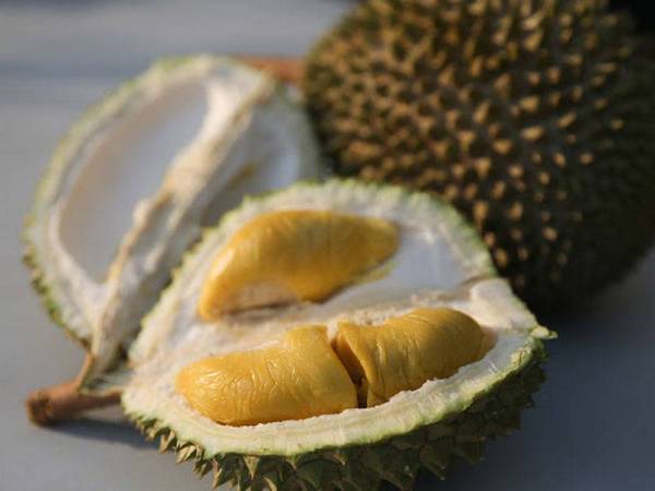 Bau buah durian disangka sebagai kebocoran gas. - Gambar Hiasan