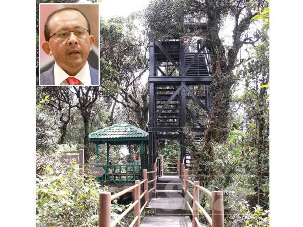 Keunikan yang ada di Taman Eko-Rimba Mossy Forest pihak pelancong dari dalam dan luar negara. (Gambar kecil: Mohd Hizamri)