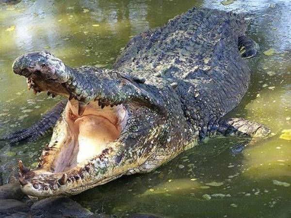 Buaya - Foto Bernama