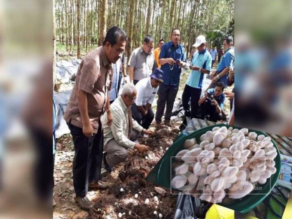 Jana pendapatan dengan cendawan Volverella