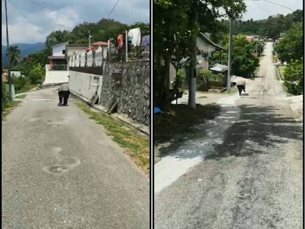 Tapir yang berkeliaran di kawasan perumahan di Pertang tengah hari kelmarin.