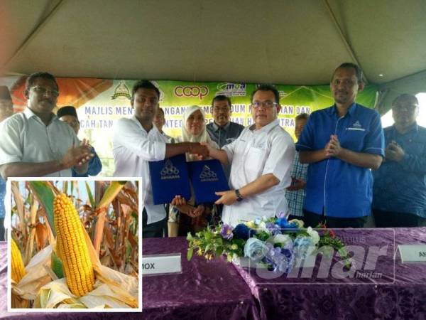 Abdul Fattah (depan, dua dari kanan) berjabat tangan dengan Ramana selepas menandatangani perjanjian projek tanaman jagung bijirin semalam.