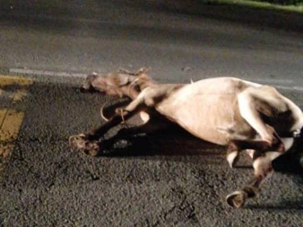 Kuda padi dilanggar mangsa turut mati dalam kemalangan di sini malam tadi.