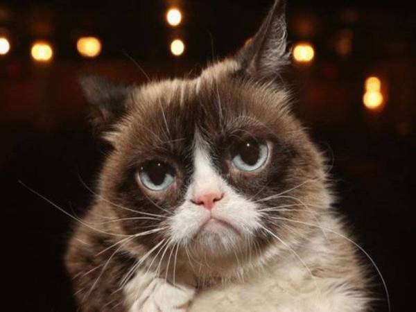 Grumpy Cat