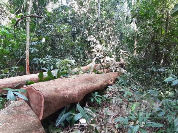 JPNP serius menangani aktiviti penebangan balak tanpa lesen di Hutan Simpan.