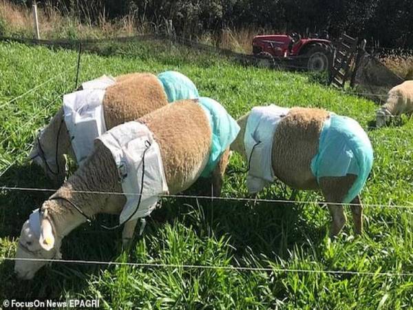 Pasukan penyelidik mengkaji urin dan najis kambing untuk meningkatkan pengeluaran susu.