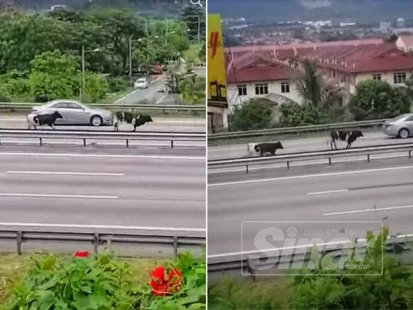 Sedutan dari video tular menunjukkan dua ekor lembu itu berlari di lorong kanan di lebuhraya Rawang menghala Kuala Lumpur.