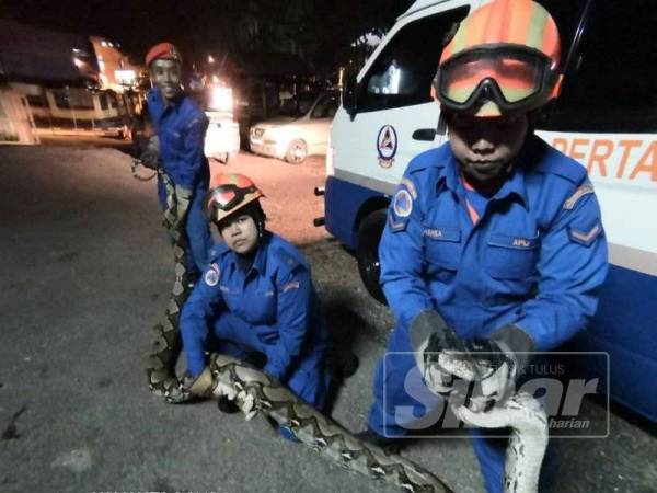 Anggota wanita APM Padang Terap bersama ular sawa seberat 90kg yang berjaya ditangkap.