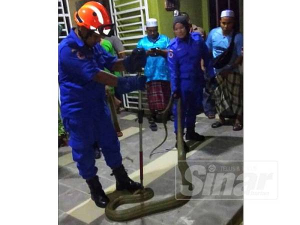 APM menangkap tedung selar yang dianggarkan seberat 30kg di sebuah rumah penduduk di Kampung Jawa semalam.