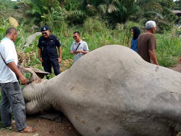 Tiga ekor gajah betina ditemukan mati di Kampung Sri Timur 3, dekat Kluang, semalam. - Foto Bernama