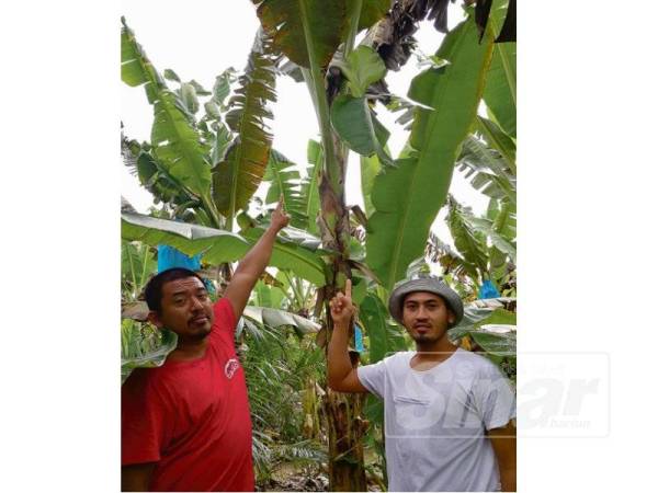 Indra Akmal (kiri) dan Mohammad Amirul menunjukkan kesan sabit pada tandan pisang yang dicuri dalam kejadian baru-baru ini.