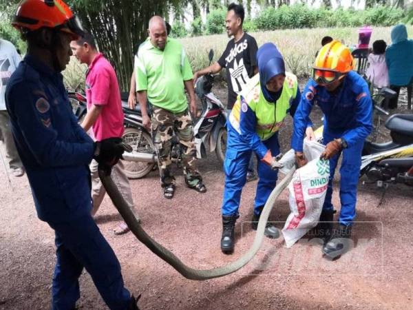 Anggota APM menangkap ular seberat 10 kilogram sebelum dilepaskan ke kawasan hutan. 