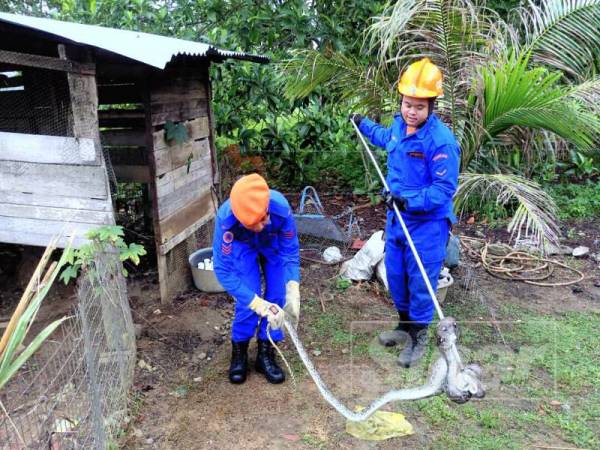 Anggota APM menangkap ular sawa yang ditemui dalam reban ayam di Kampung Tempoyak Merbok baru-baru ini.
