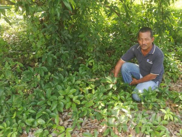 Roslan menunjukkan daun yang diminta lelaki dan wanita tidak dikenali dari seorang wanita warga emas di laman rumah di Jalan Parit Ismail. 