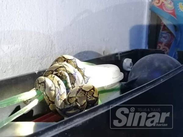 Anak ular sawa yang ditemui di dalam pam tandas sebuah rumah di Taman Ampang Pecah, kelmarin.