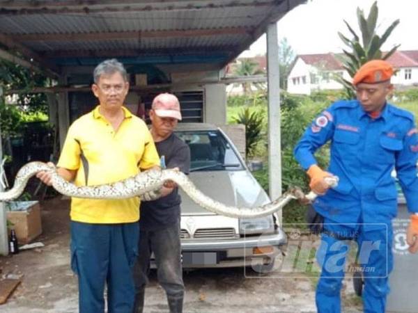 Abd Rahman (kiri) memegang bahagian tengah ular sawa yang berjaya ditangkap di dalam reban ayam miliknya di Taman Alai Perdana di sini, pagi tadi.
