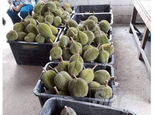 Port Makan Durian Paling Best Boleh Cuba Sebiji Secara Percuma Lifestyle Rojak Daily