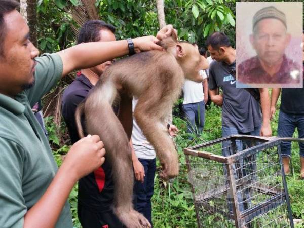 Kakitangan Perhilitan berjaya menangkap haiwan itu di lokasi sekitar jam 12 tengah hari tadi. (Gambar kecil, Ngah Muhammad).